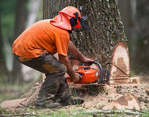 Best Tree Removal Services in Newport News VA