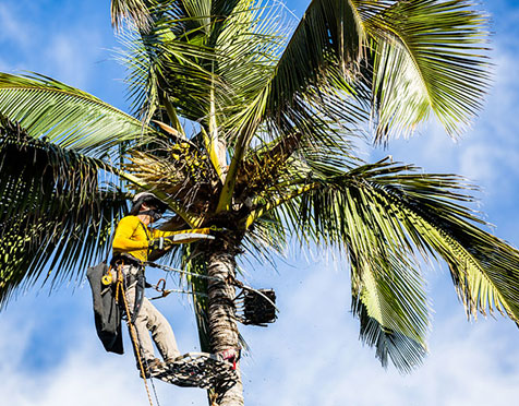Best Stump Grinding Services in Simi Valley CA