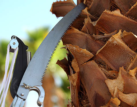 Best Tree Trimming Services in West Hills CA