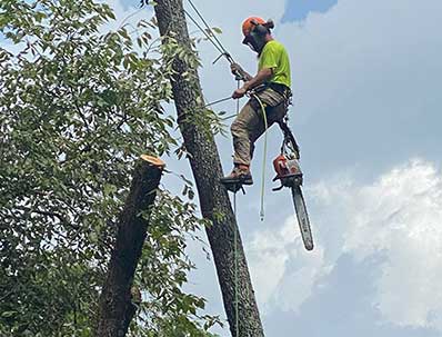 Emergency Tree Removal services in Franklin TN