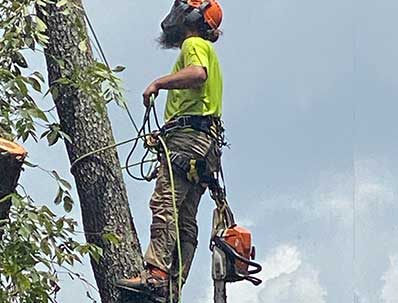 Reliable Tree Removal service in Murfreesboro TN
